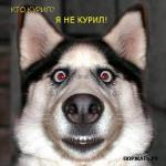 Фотография PomaBiceps