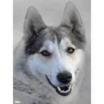 Фотография QQGroomy