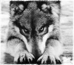 Фотография Нервный1